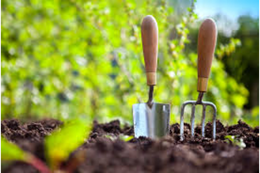 The Role of CBD Vape Pens in Canadian Wellness Trends